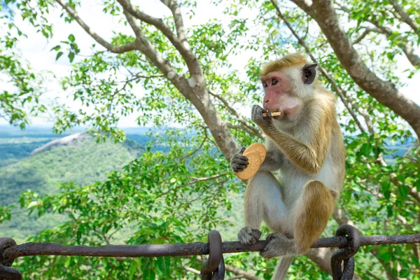 Macaco bonito em uma árvore — Fotografia de Stock