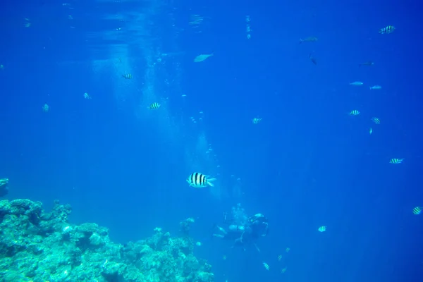 Bella scena subacquea — Foto Stock