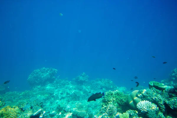 Belle scène sous-marine — Photo