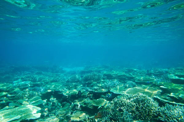 Schöne Unterwasserszene — Stockfoto