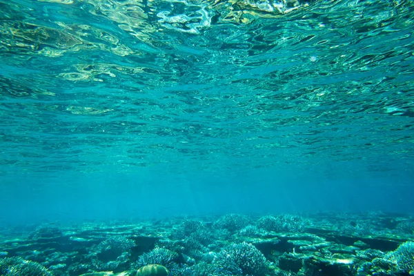Hermosa escena submarina — Foto de Stock