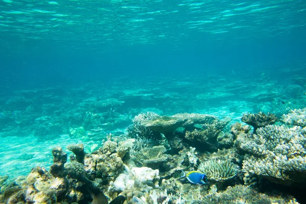 Belle scène sous-marine — Photo