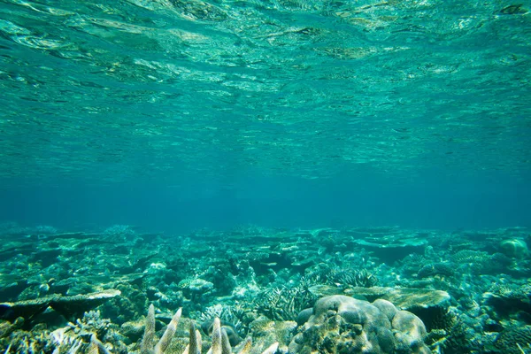 Красивая подводная сцена — стоковое фото