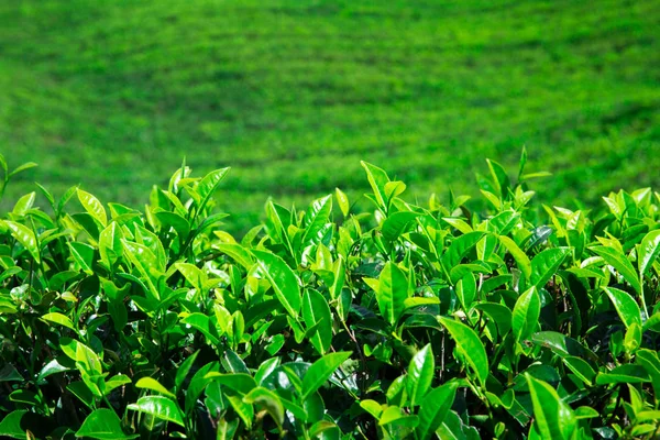 Zielona herbata plantation — Zdjęcie stockowe