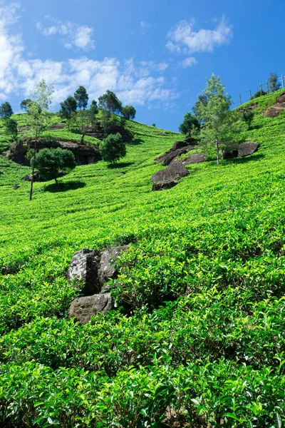 Zöld tea ültetvény — Stock Fotó