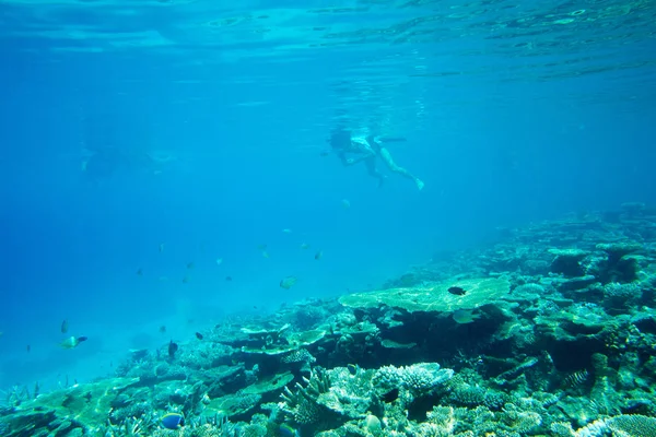 Beautiful underwater scene — Stock Photo, Image