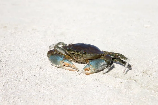 Cangrejo en la playa, de cerca — Foto de Stock