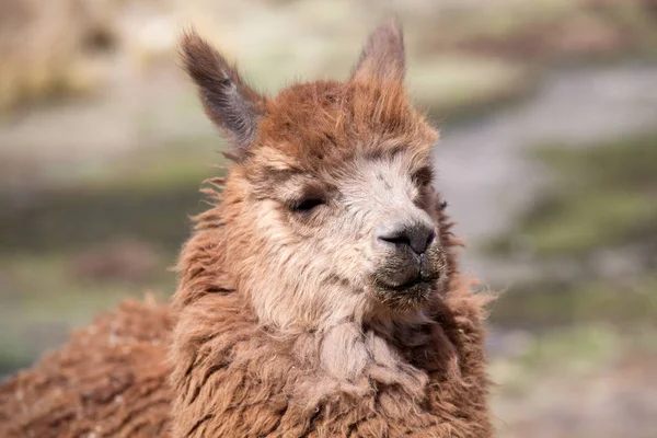 Lamas em Andes — Fotografia de Stock