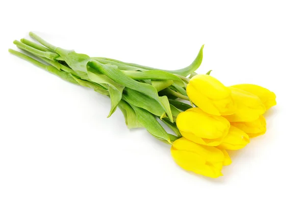 Gele tulpen op wit — Stockfoto