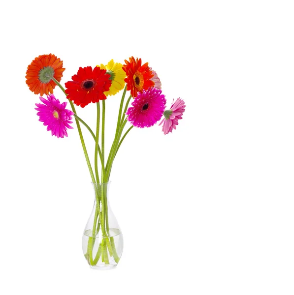 Gerbera fiori primo piano — Foto Stock