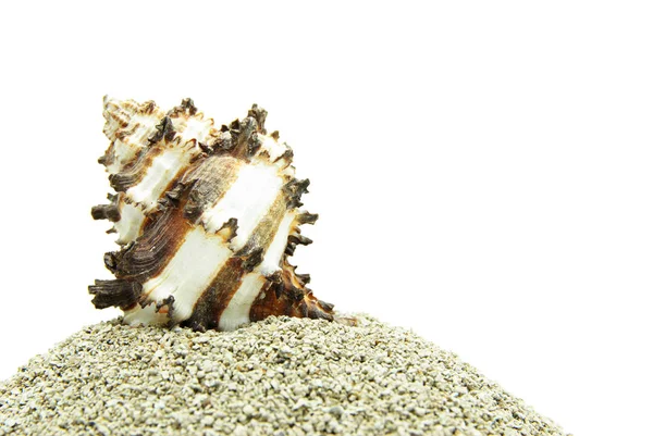 Muschel am Strand, aus nächster Nähe — Stockfoto