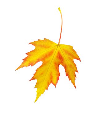 Sarı akçaağaç yaprağı