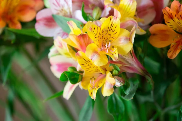 Taglilie zarte Blüten — Stockfoto