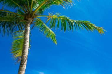 Hindistan cevizi palmiyesi