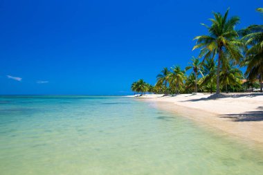 plaj ve tropikal deniz