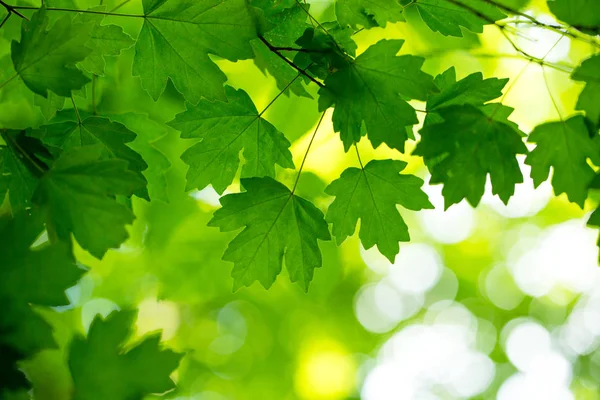 Yeşil ağaç yaprakları — Stok fotoğraf