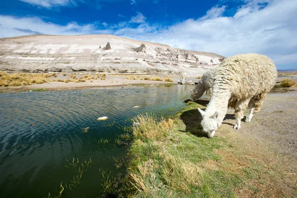 Lamas en Cordillera de los Andes — Foto de Stock