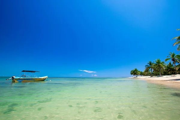 Strand med palmer — Stockfoto