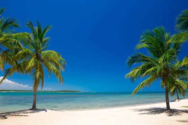 Playa con palmeras — Foto de Stock