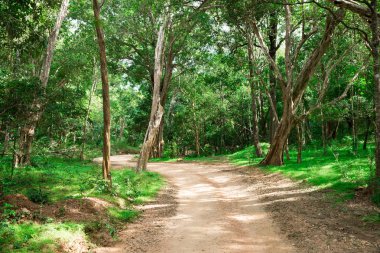 Sihirli karanlık ormanda yol