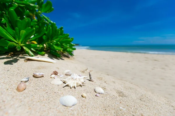 Тропический пляж в солнечный день — стоковое фото