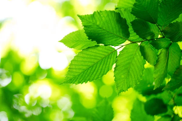 Hojas verdes fondo — Foto de Stock