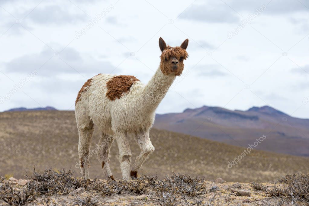 lama in Andes,Mountains