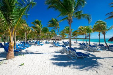 Hindistan cevizi palmiyeleri