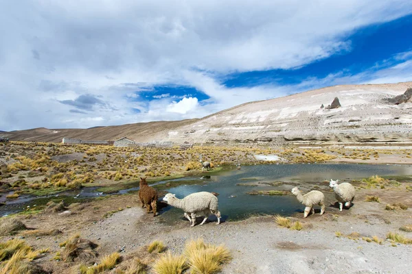 Lamas em Andes, Montanhas — Fotografia de Stock