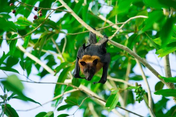 Murciélago colgando de una rama de árbol —  Fotos de Stock