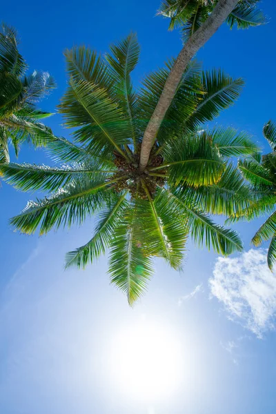 Palm trees on the sky background — Stock Photo, Image