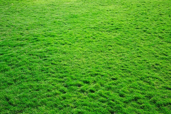 Fundo de grama verde — Fotografia de Stock