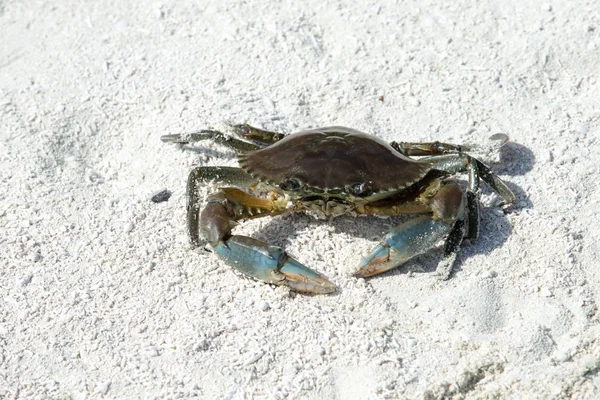 Crab on sandy beach — Stock Photo, Image
