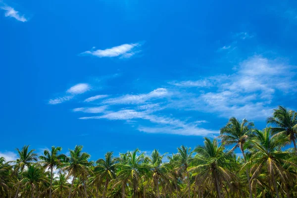 Palmeras contra el cielo azul — Foto de Stock