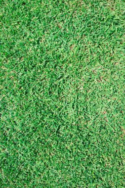 Yeşil Çimen Arkaplanı 