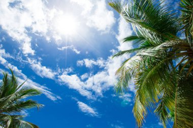 Palm tree on the sky clipart