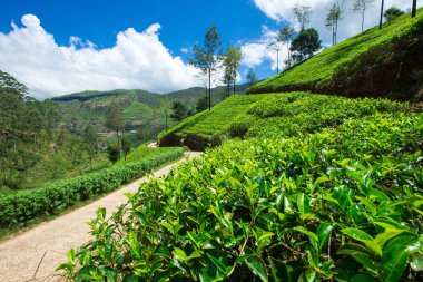 yeşil çay saç ekimi 