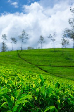 yeşil çay saç ekimi 