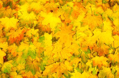 sonbahar yaprakları arka plan