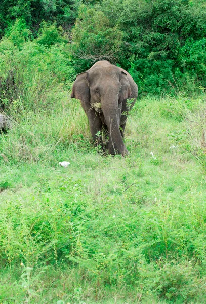 Un elefante joven justo al lado de uno adulto . — Foto de Stock