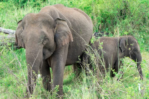 Um jovem elefante mesmo ao lado de um adulto . — Fotografia de Stock
