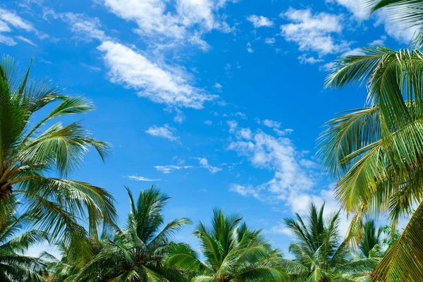 天空上的棕榈树 — 图库照片