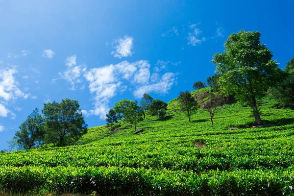 Πράσινο τσάι φυτεία — Φωτογραφία Αρχείου