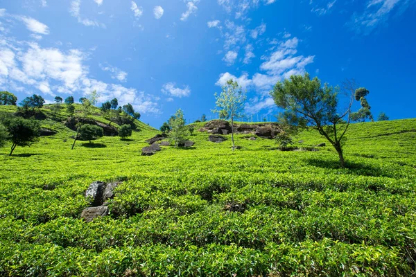 yeşil çay saç ekimi 