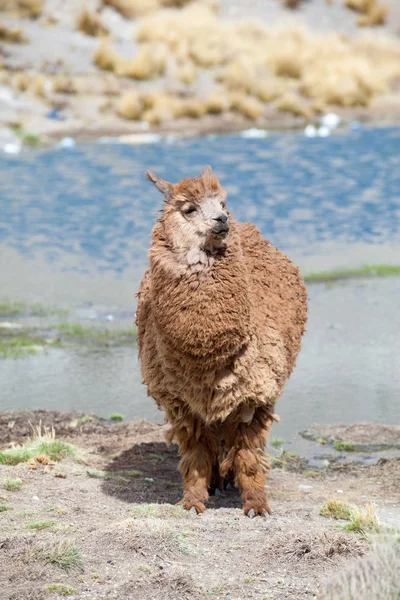 Lama em Andes, Montanhas — Fotografia de Stock