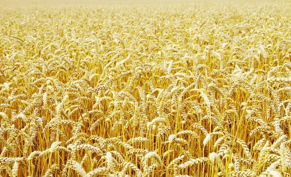 Wheat field background — Stock Photo, Image