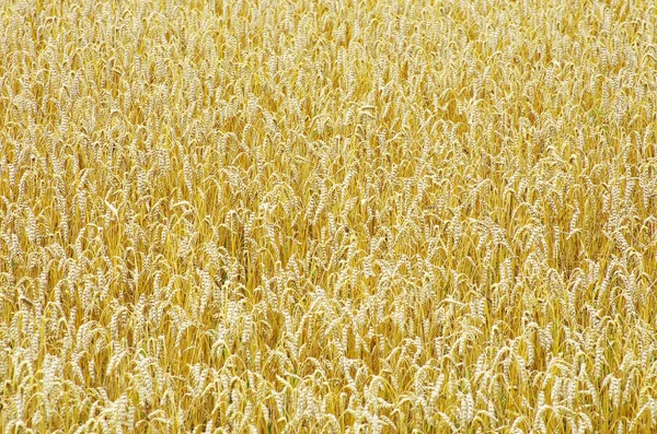 Pšeničné pole pozadí — Stock fotografie