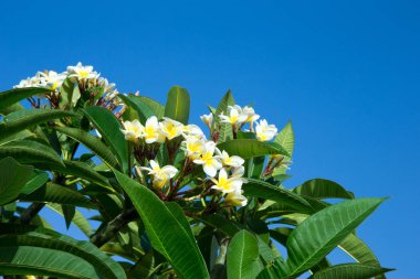 Plumeria gökyüzü ile plumeria ağaçta
