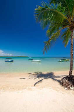 plaj ve tropikal deniz