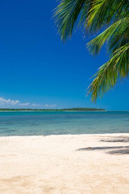 palmiye ağaçları ve mavi lagün ile tropikal plaj